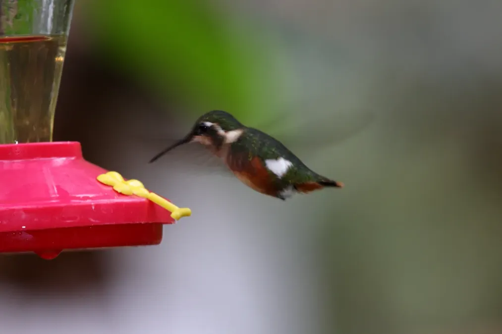 File:White-bellied Woodstar (Chaetocercus mulsant) 2.jpg
