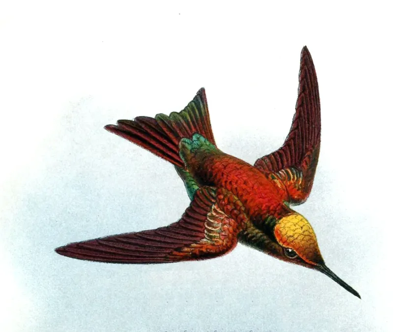 File:Chlorostilbon alice micans Keulemans.jpg