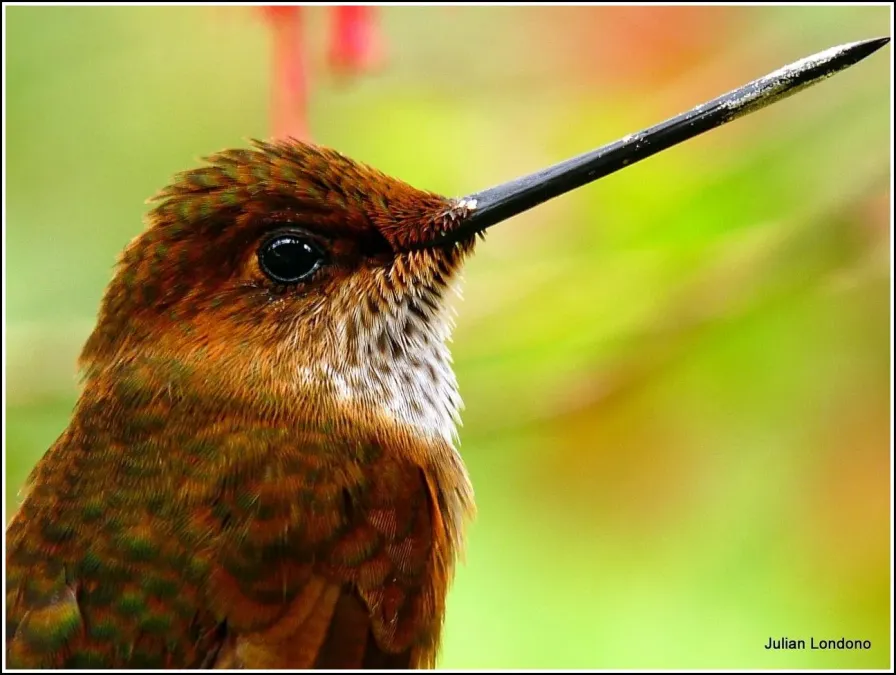 File:Bronzy Inca (Coeligena coeligena) 3.jpg
