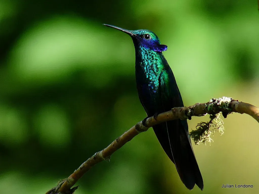 File:Sparkling Violetear (Colibri coruscans).jpg