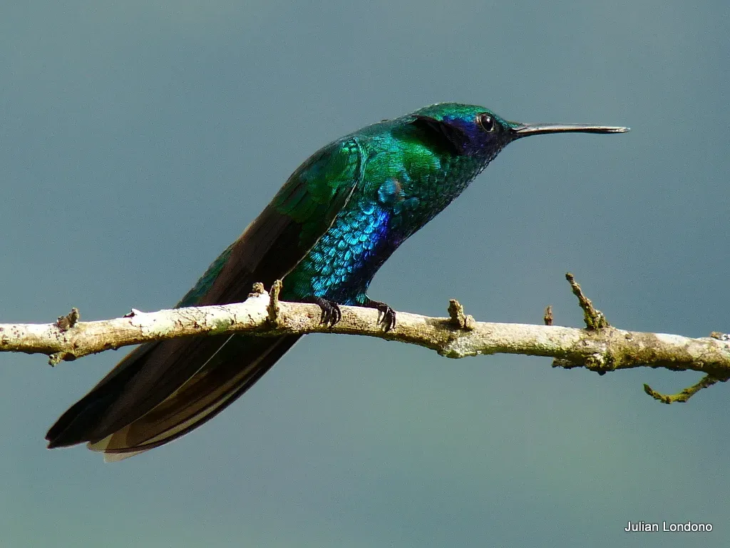 File:Sparkling Violetear (Colibri coruscans) 4.jpg
