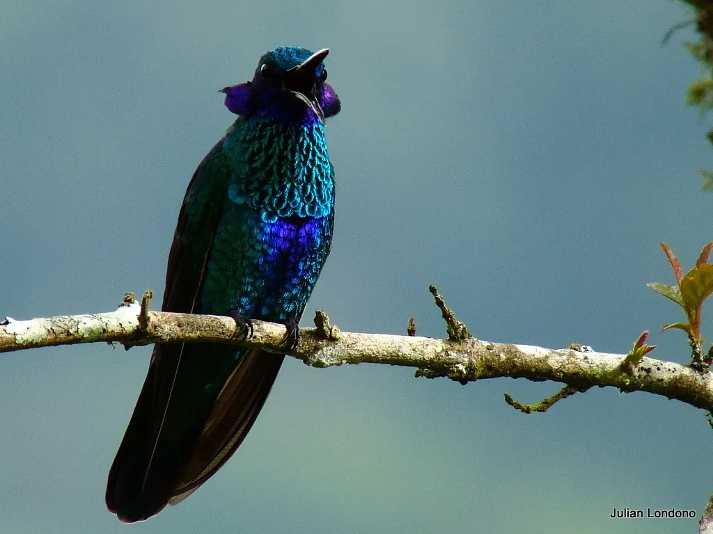 File:Sparkling Violetear (Colibri coruscans) 6.jpg