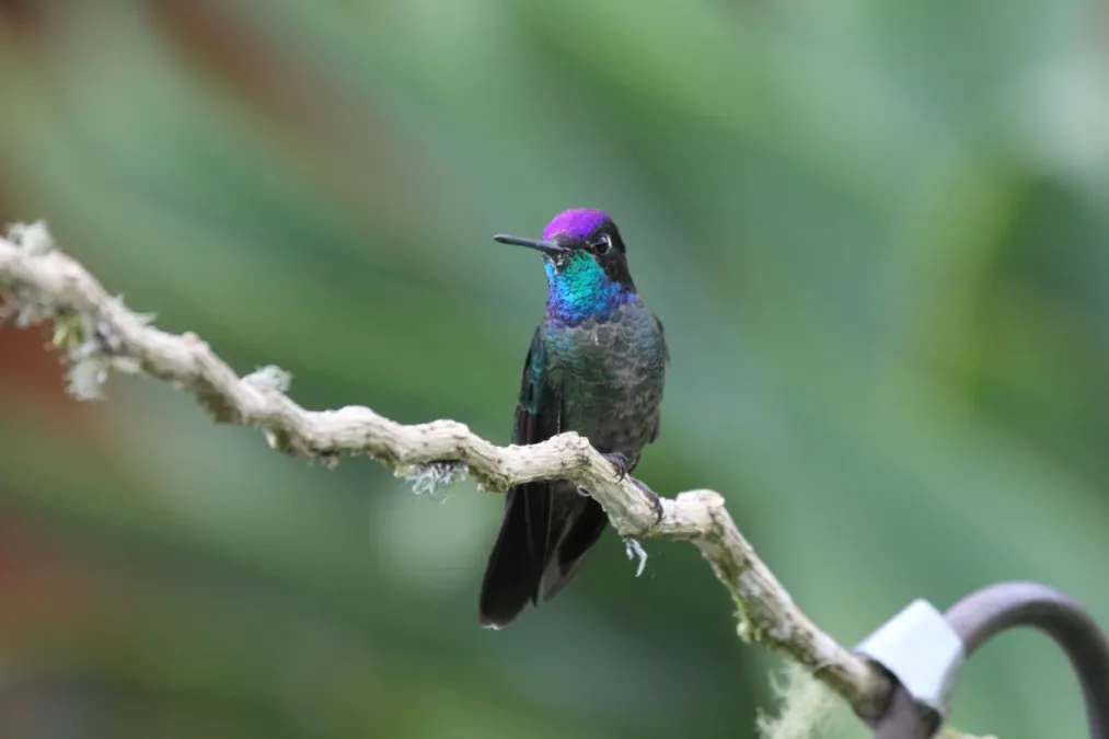 File:Magnificent Hummingbird (Eugenes fulgens).jpg