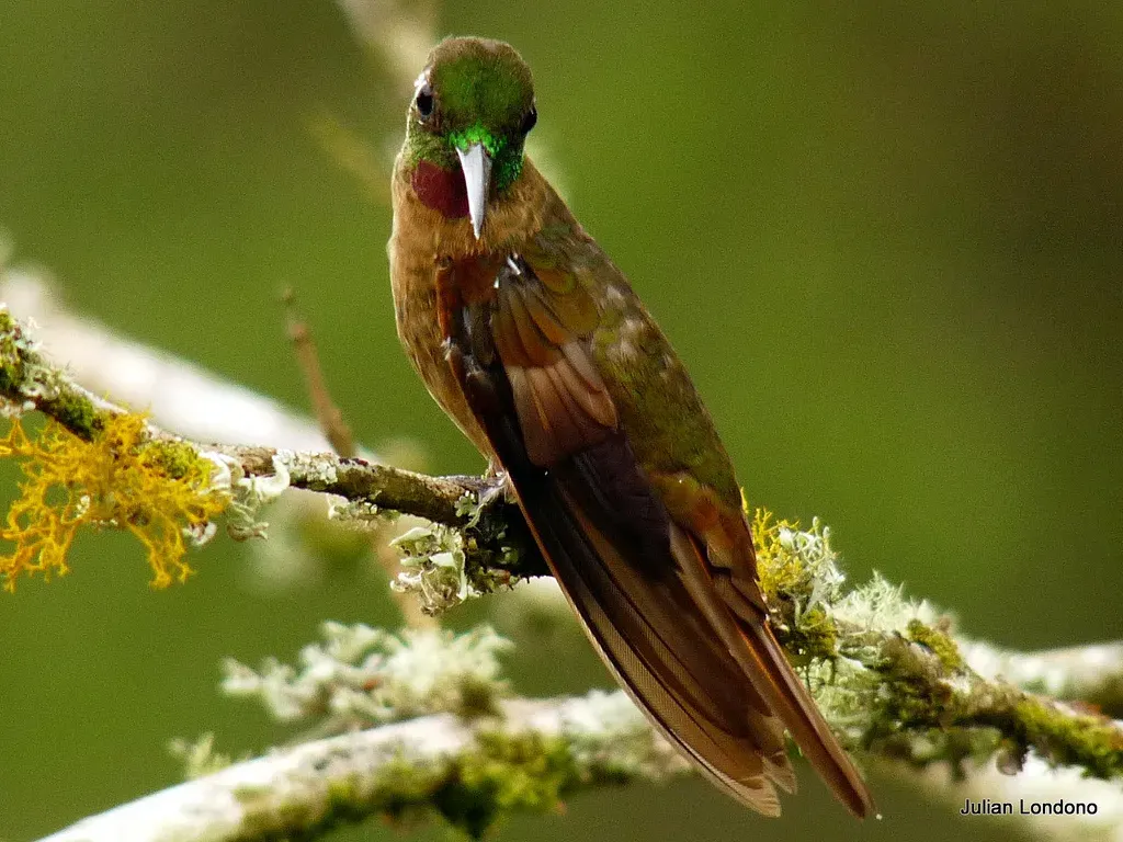 File:Fawn-breasted Brilliant (Heliodoxa rubinoides) 1.jpg