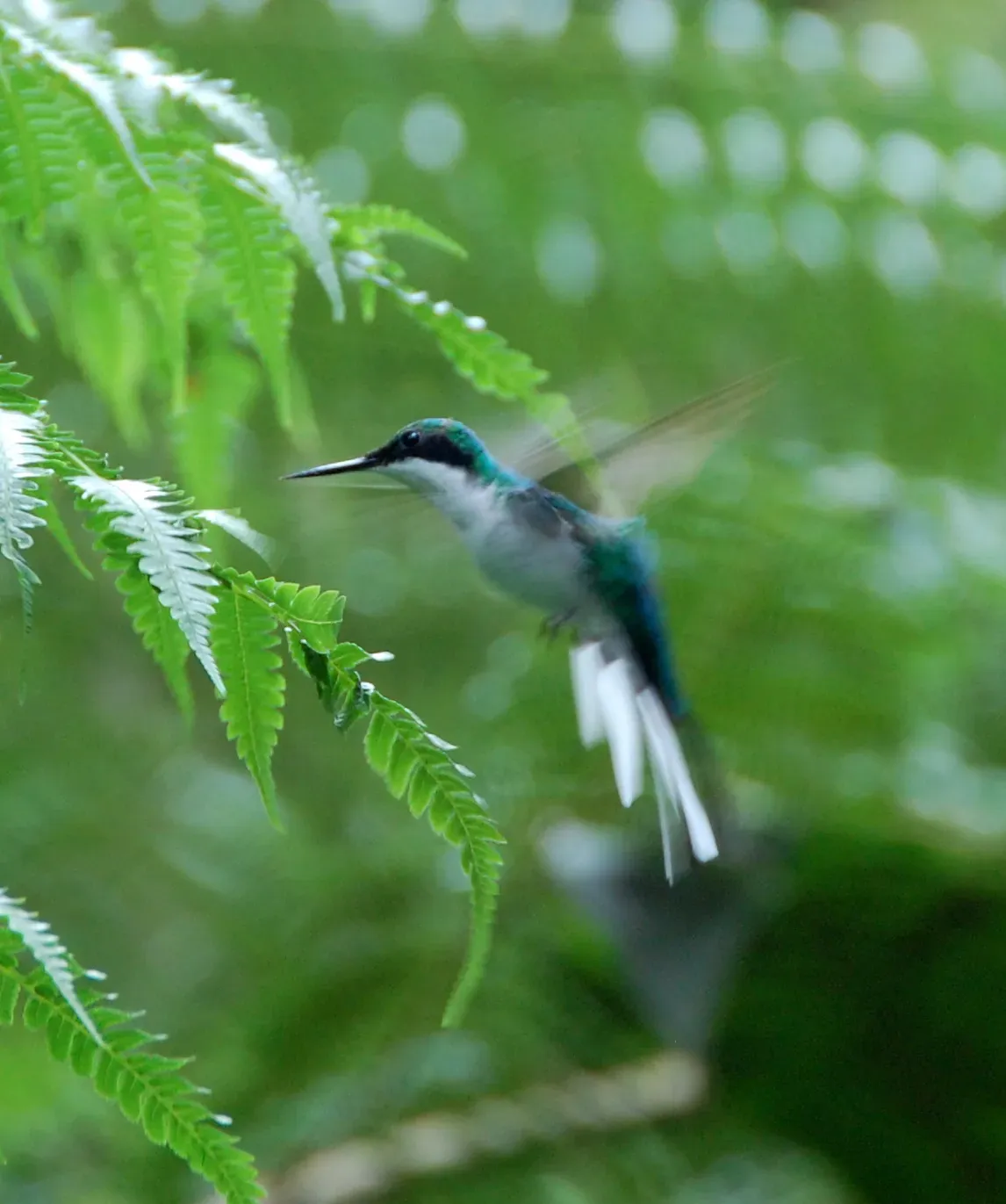 File:Purple crowned fairy (Heliothryx barroti).jpg