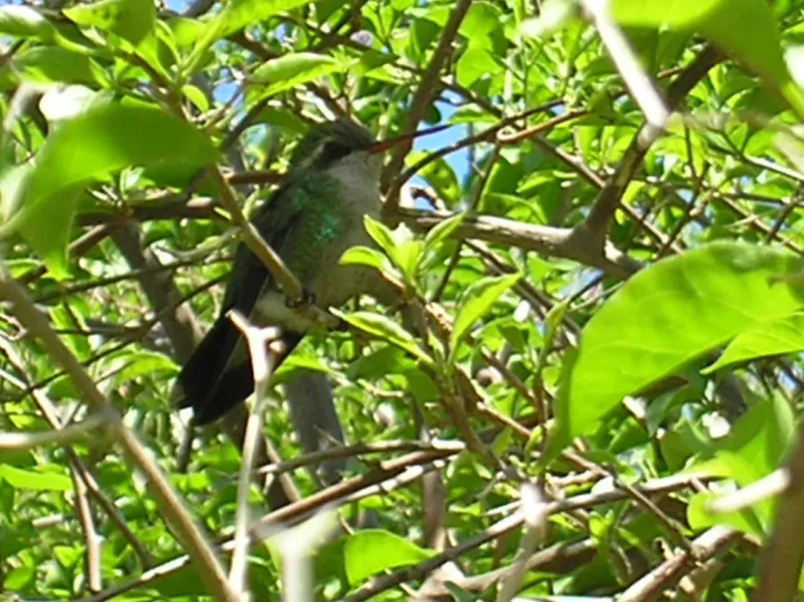 File:Pirané, Formosa - Chlorostilbon lucidus (picaflor común, glittering-bellied emerald) 5.jpg