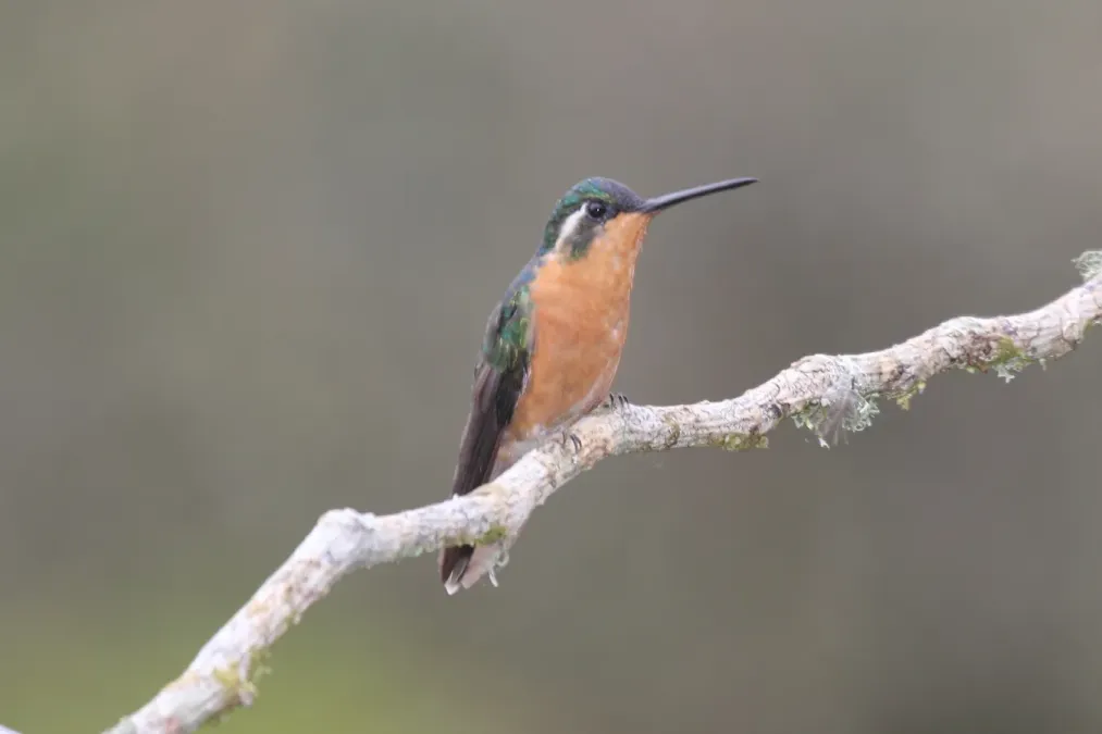 File:Lampornis castaneoventris (female).jpg