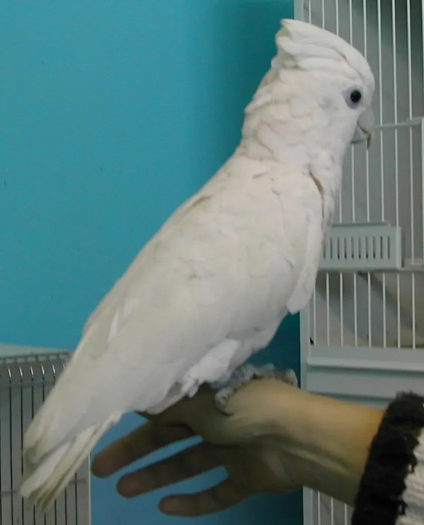 File:Cacatua pastinator 2 cropped.jpg