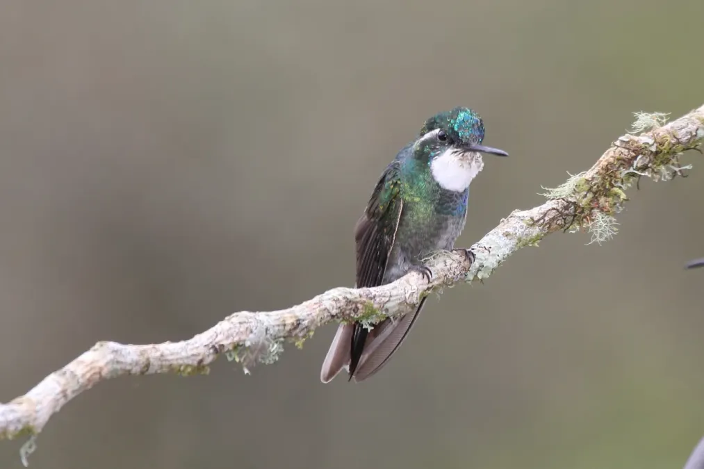 File:Lampornis castaneoventris (male).jpg