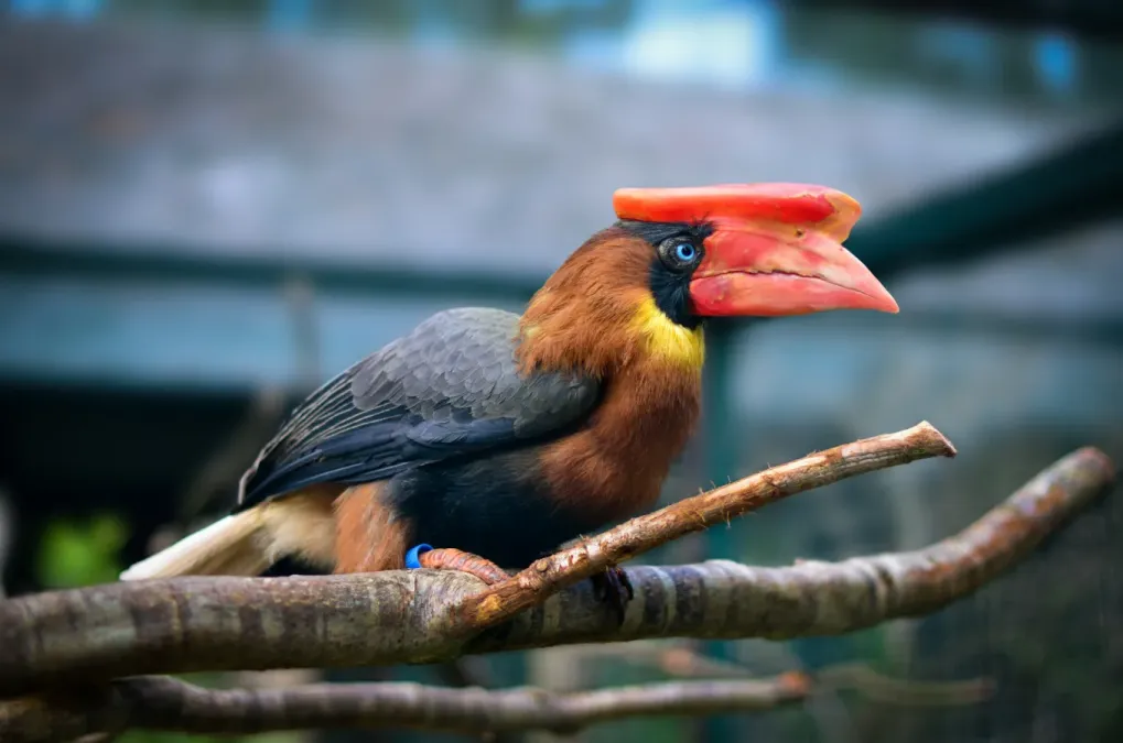 File:Buceros hydrocorax - Weltvogelpark Walsrode 2011-07.jpg