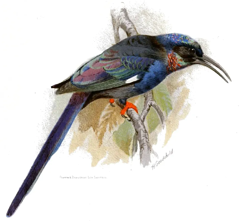 File:Phoeniculus somaliensis Goodchild.jpg