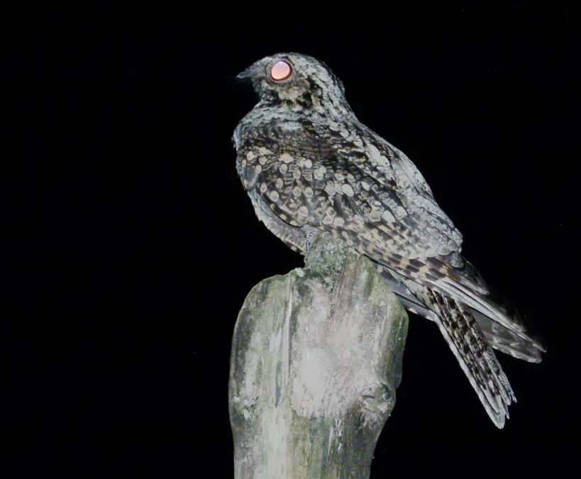 File:CaprimulgusIndicus3.jpg
