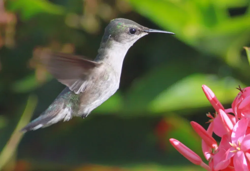 File:DRbirds Mellisuga minima 2.jpg