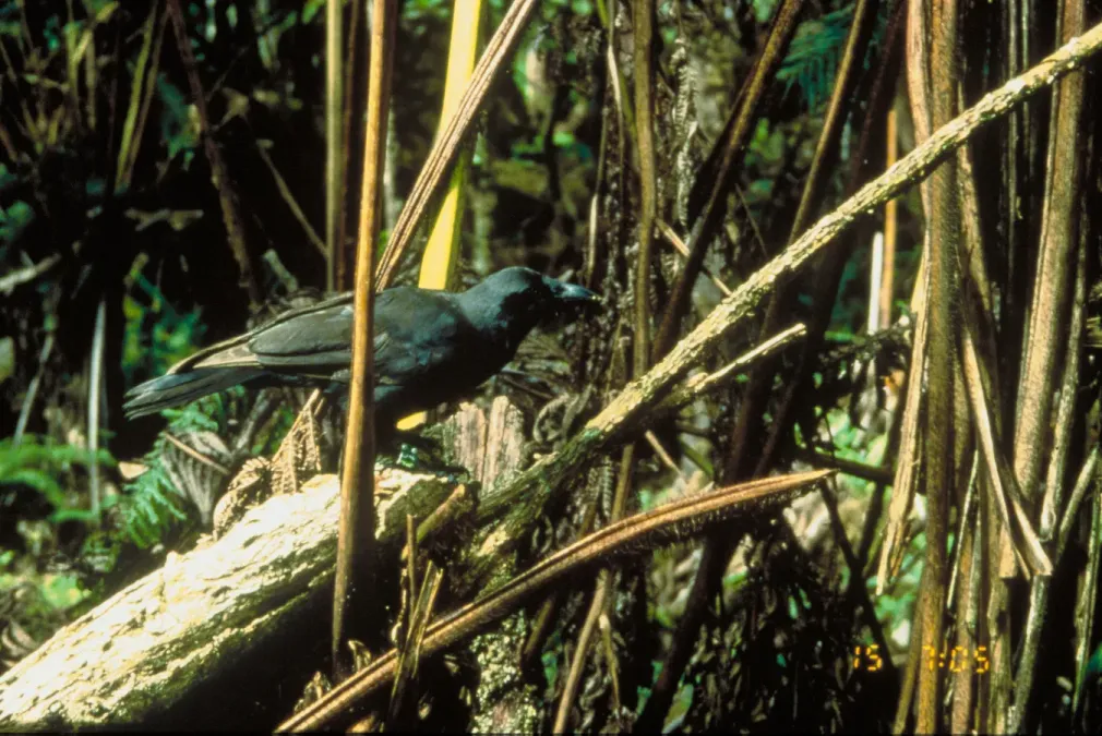 File:Corvus hawaiiensis.JPG