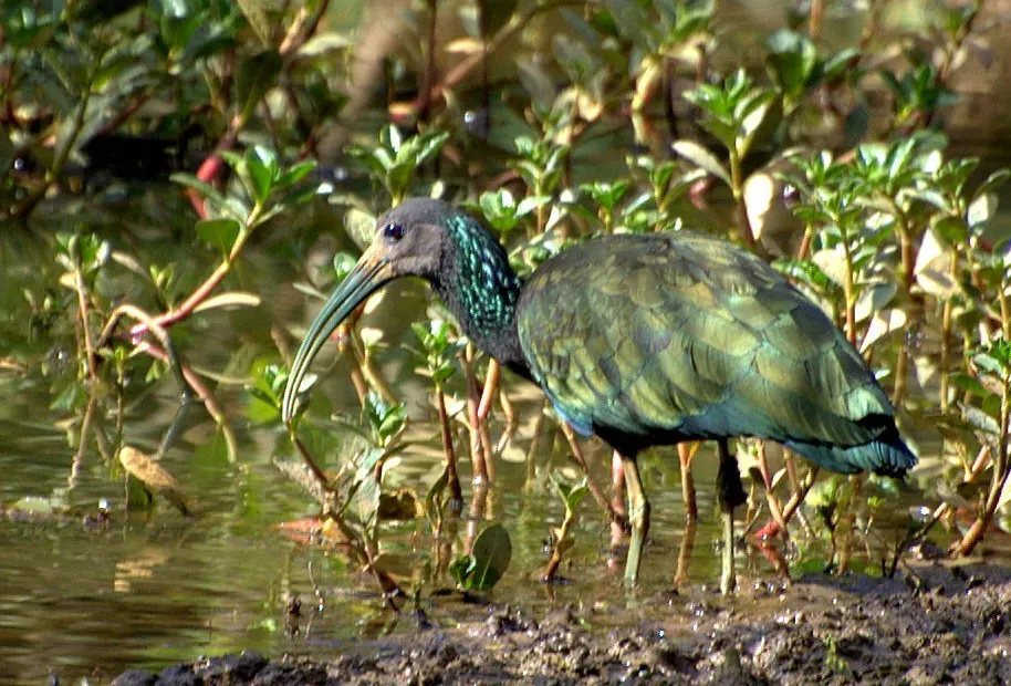 File:Mesembrinibis cayennensis.jpg