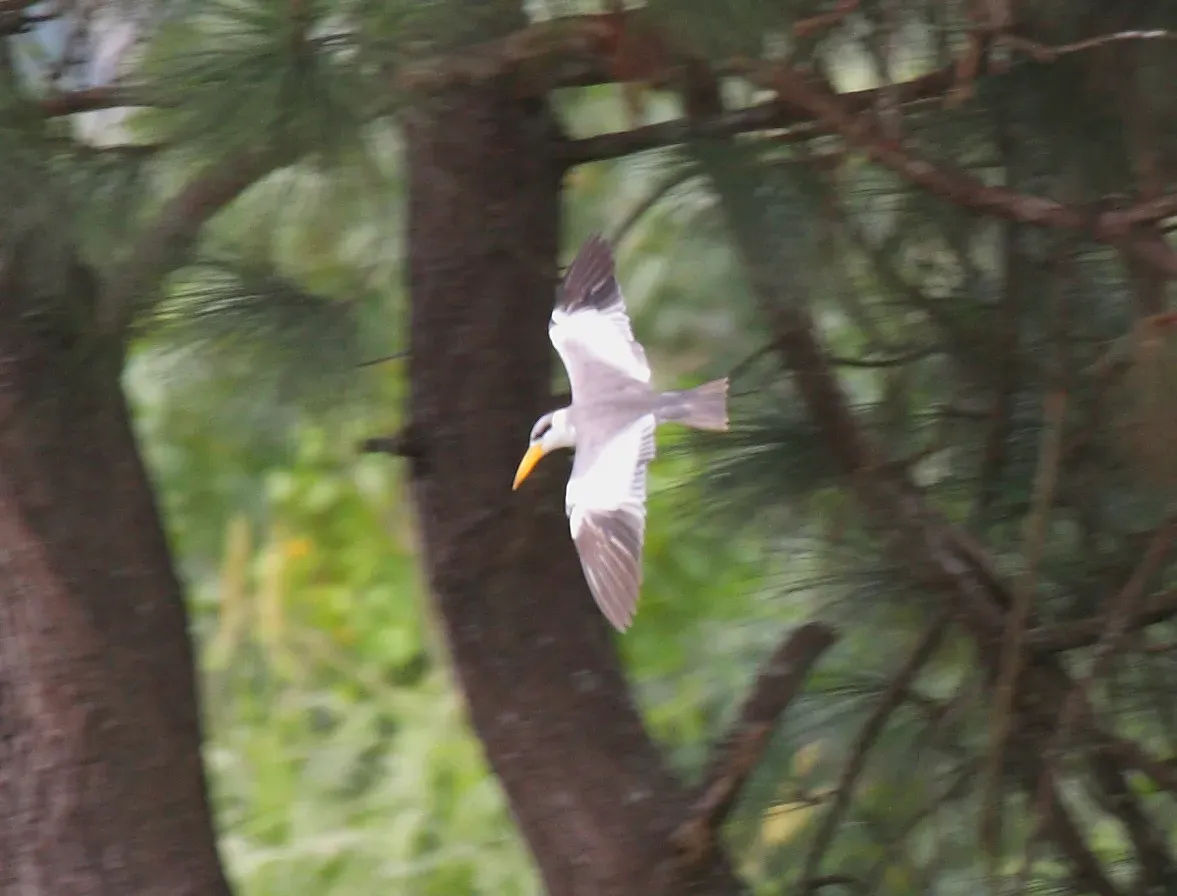 File:Large-billed Tern (Phaetusa simplex).jpg