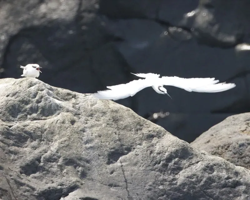 File:Black-naped Tern (Sterna sumatrana) 1.jpg