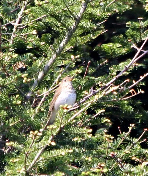 File:Catharus bicknelli Mount Ellen 2.jpg