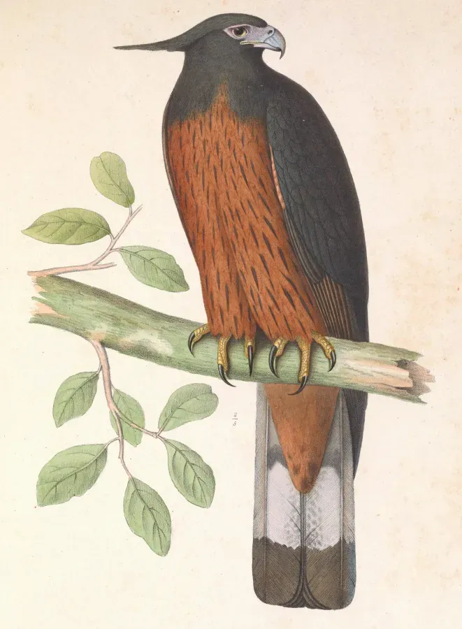 File:Spizaetus isidori 1849.jpg