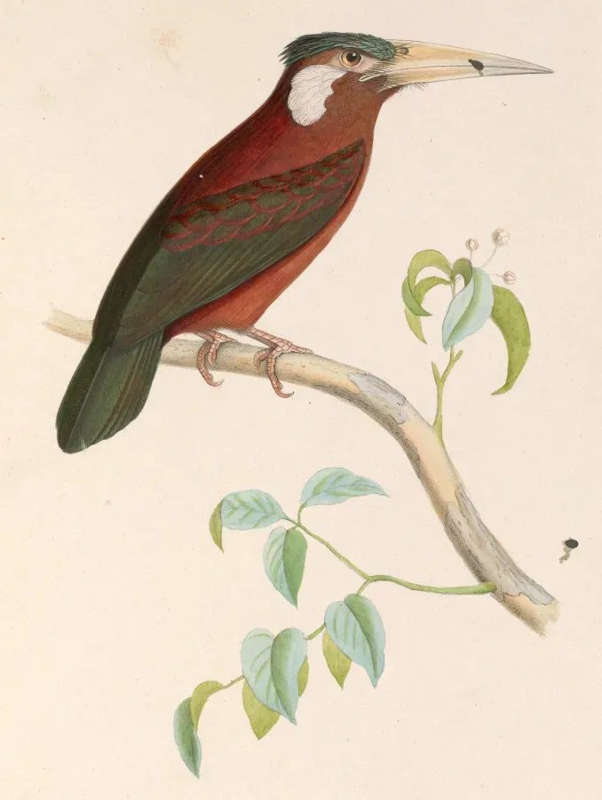 File:Galbalcyrhynchus leucotis 1849.jpg
