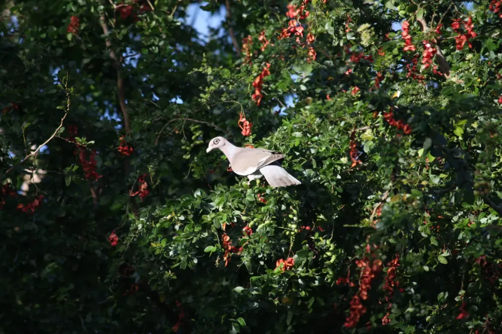 File:Patagioenas corensis - Bare-eyed Pigeon - Venezuelankyyhky IMG 1015 C.JPG