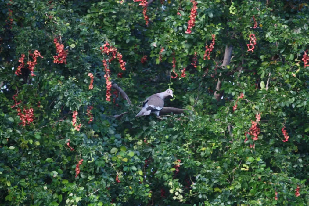 File:Patagioenas corensis - Bare-eyed Pigeon - Venezuelankyyhky IMG 1010 C.JPG