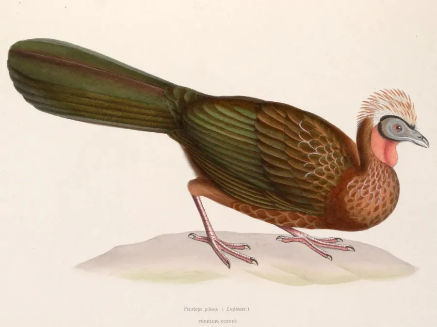 File:Penelope pileata 1849.jpg