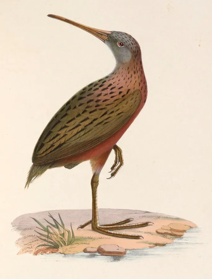 File:Rallus madagascariensis 1849.jpg