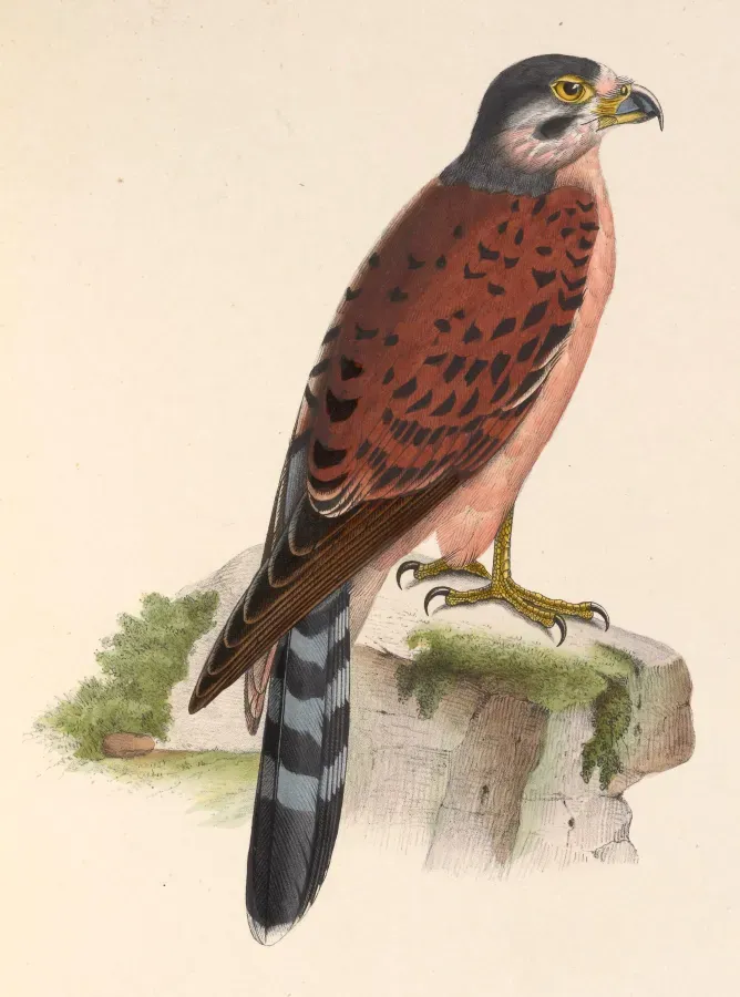 File:Falco araeus 1849.jpg