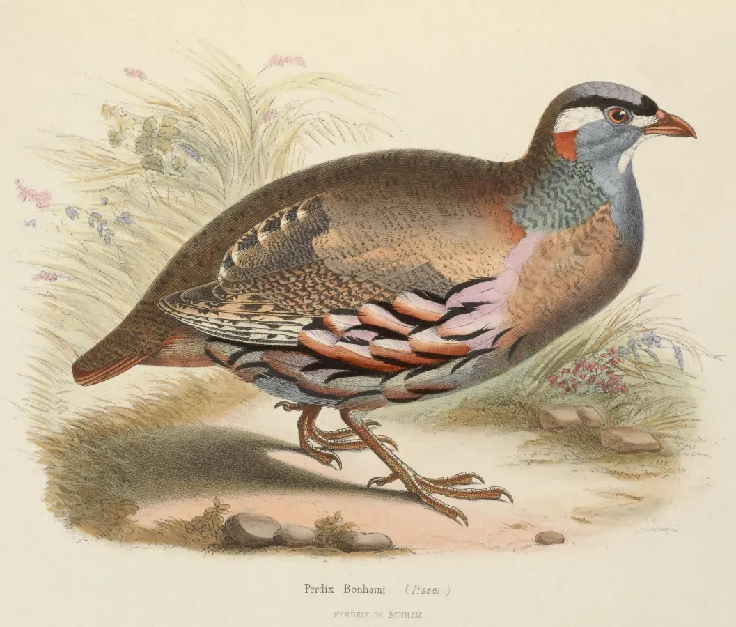 File:Ammoperdix griseogularis 1849.jpg