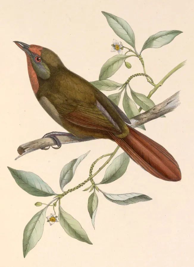 File:Phacellodomus erythrophthalmus 1849.jpg