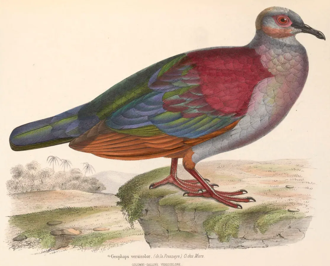 File:Geotrygon versicolor 1849.jpg