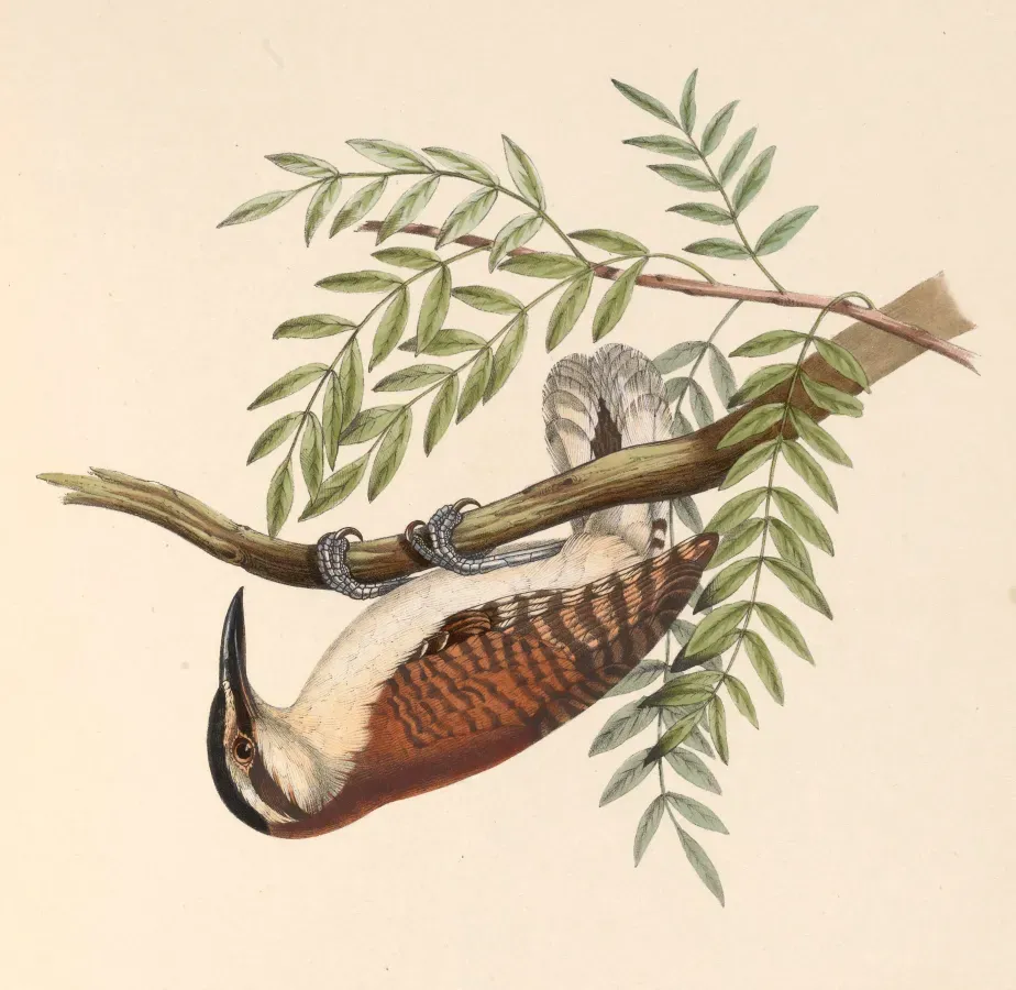 File:Campylorhynchus capistratus 1849.jpg
