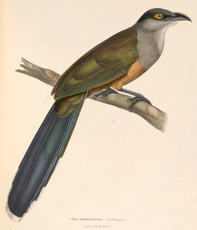 File:Coccyzus pluvialis 1849.jpg