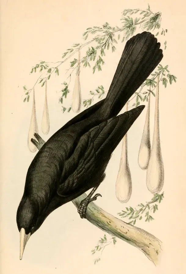 File:Cacicus solitarius 1841.jpg