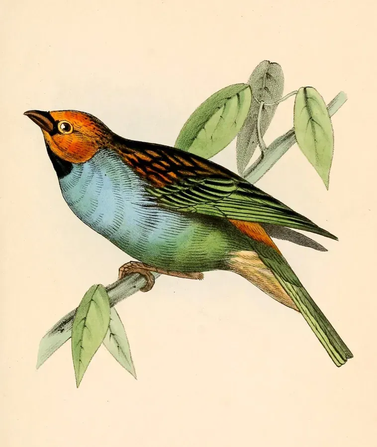 File:Tangara cyanoventris 1841.jpg