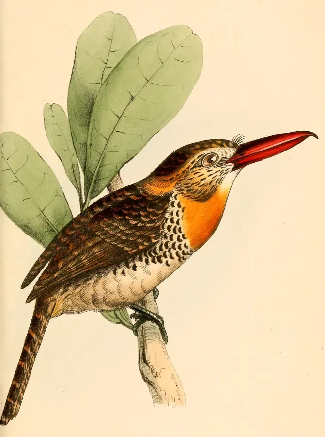 File:Nystalus maculatus maculatus 1841.jpg