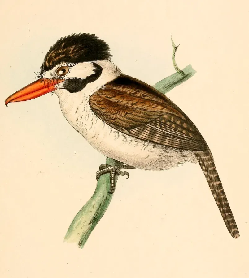 File:Nystalus chacuru chacuru 1841.jpg