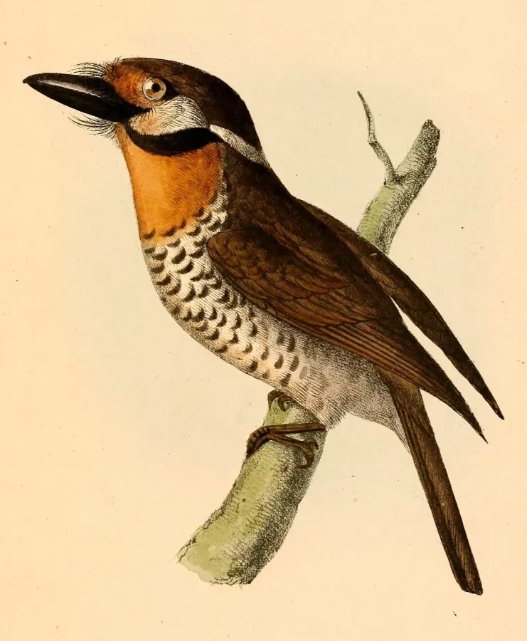 File:Bucco tamatia tamatia 1841.jpg