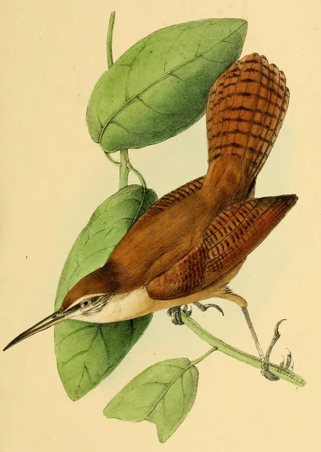 File:Cantorchilus longirostris 1841.jpg