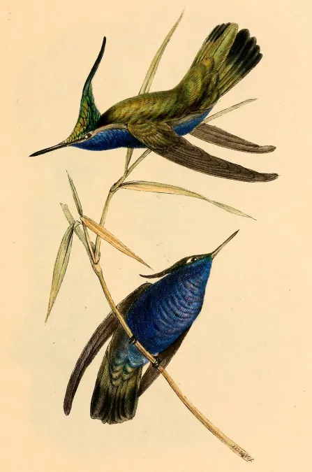File:Stephanoxis lalandi 1841.jpg