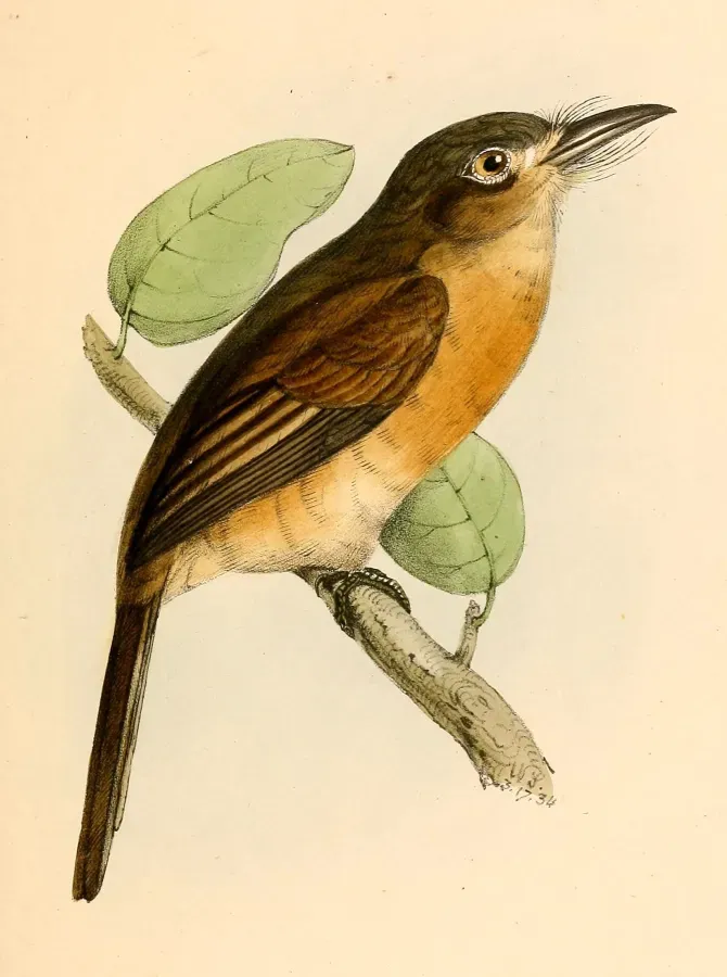 File:Nonnula rubecula rubecula 1841.jpg