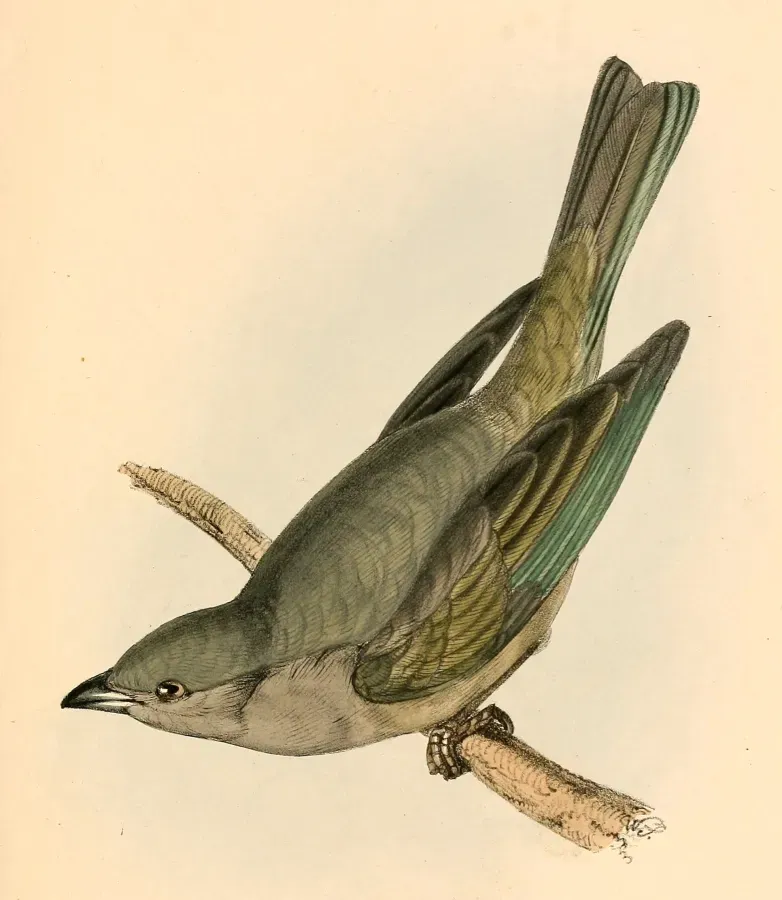 File:Tangara inornata 1841.jpg
