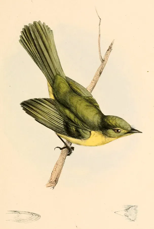 File:Capsiempis flaveola flaveola 1841.jpg