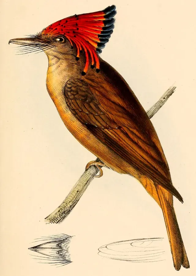 File:Onychorhynchus coronatus coronatus 1841.jpg