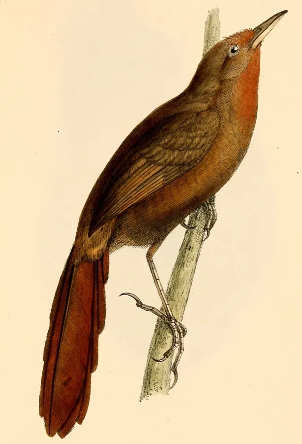 File:Phacellodomus erythrophthalmus 1841.jpg