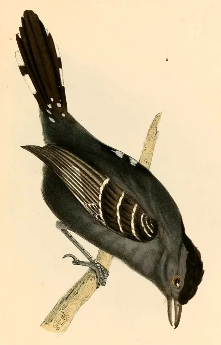 File:Thamnophilus ambiguus 1841.jpg