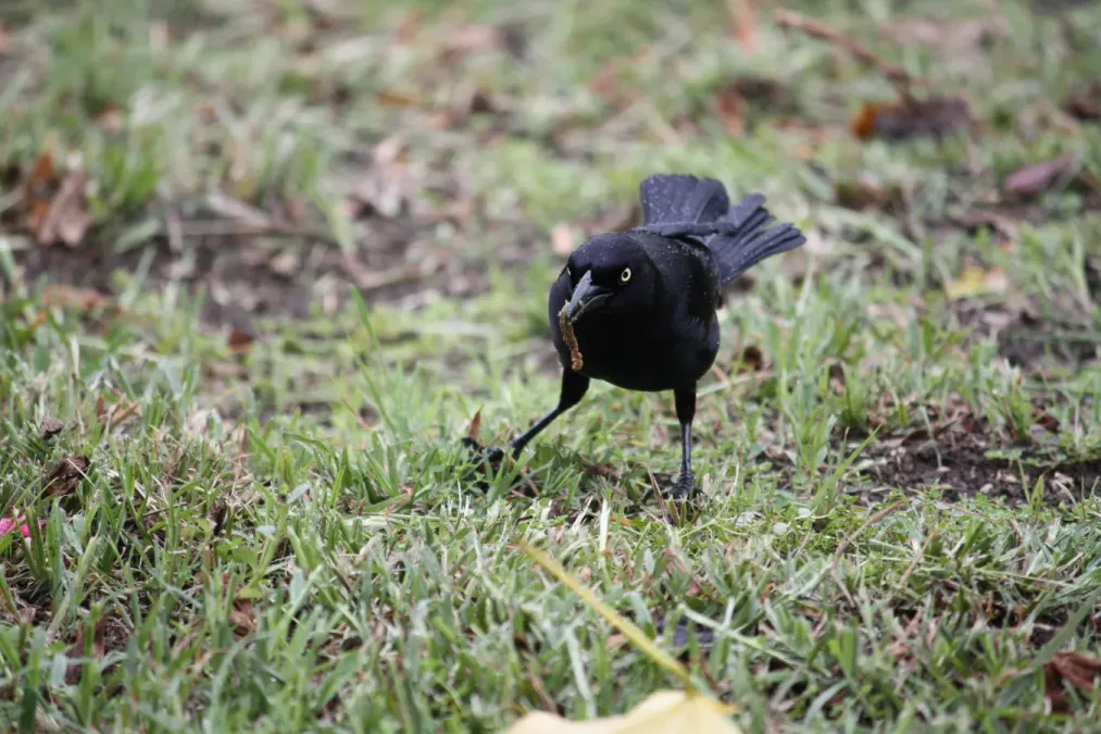 File:Quiscalus lugubris - Carib Grackle in Bridgetown IMG 9915 C.JPG