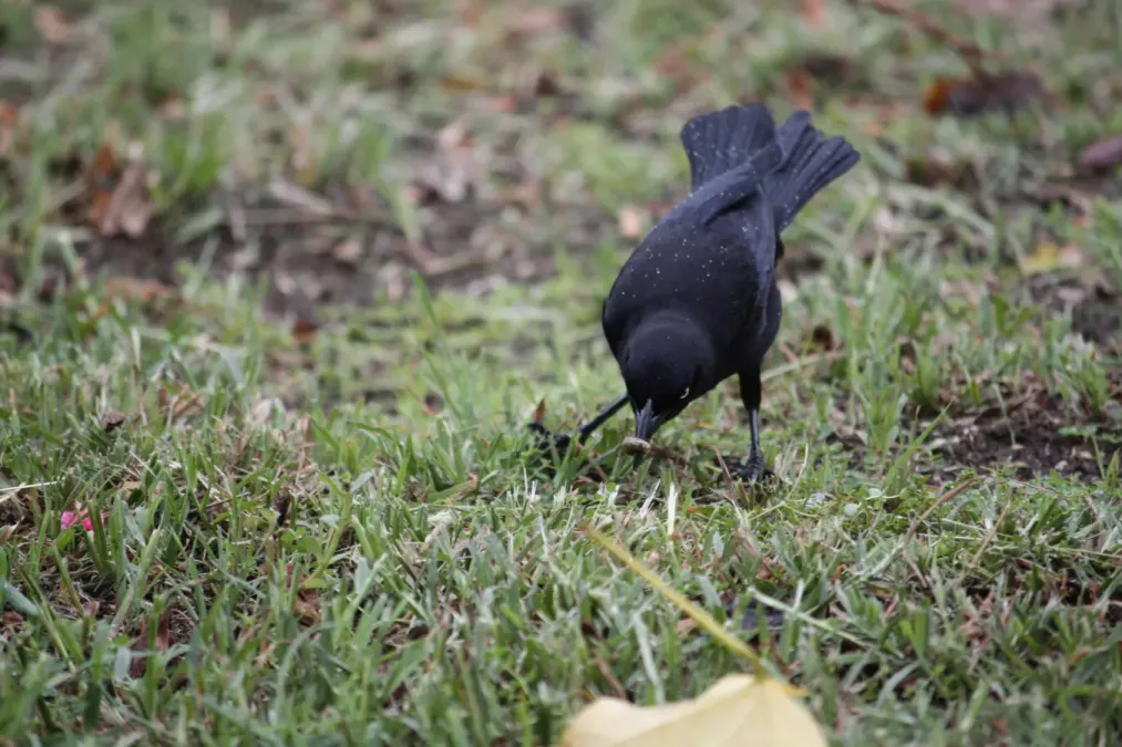 File:Quiscalus lugubris - Carib Grackle in Bridgetown IMG 9913 C.JPG