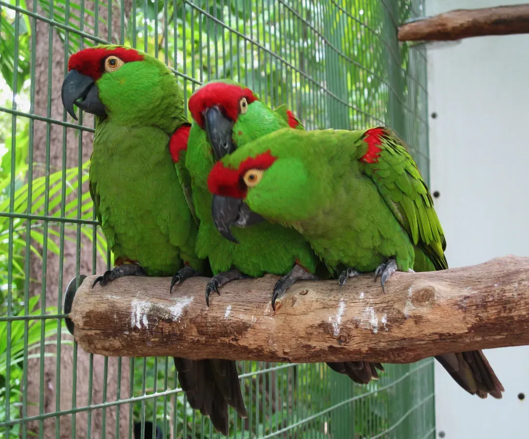 File:Rhynchopsitta pachyrhyncha -captive -three-8a.jpg